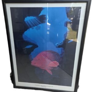 Colours of the Reef Coral Rock Cod framed print by Danielle Hoy