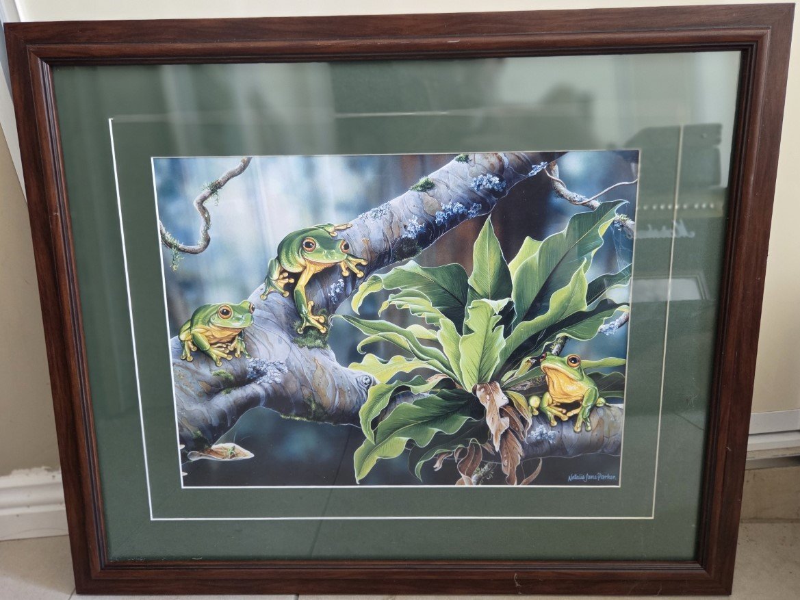 Framed Helen Jenny Barker print of green tree frogs and staghorn fern