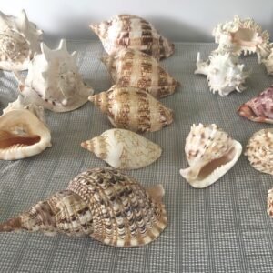 LOT 92 - Mixed Decorative Seashell Collection – Large Conch Shells
