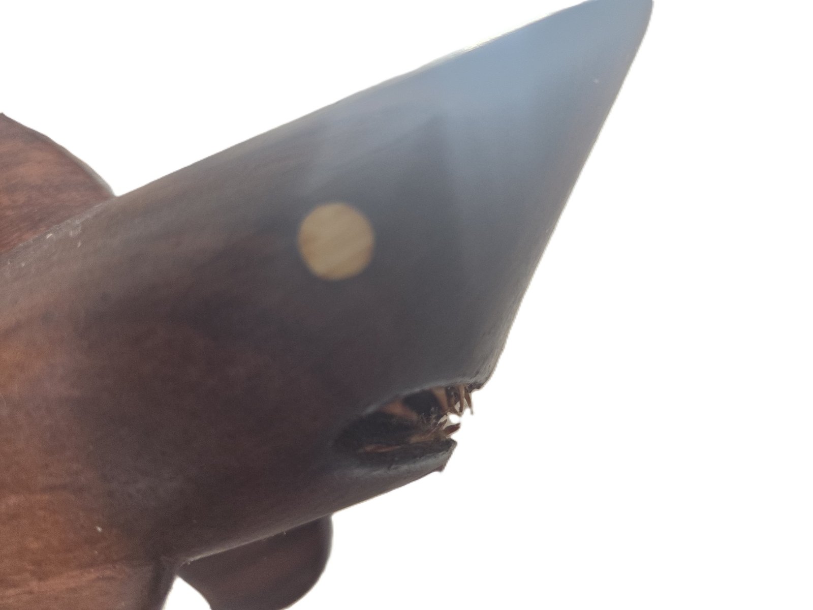 shark carving with teeth detail